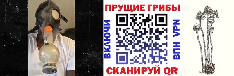 Купить где  Почеп  Псилоцибиновые грибы MAGIC MUSHROOMS 
